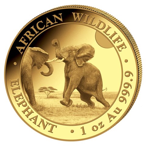 1 oz Słoń Somalijski 2024 – złota moneta z serii African Wildlife